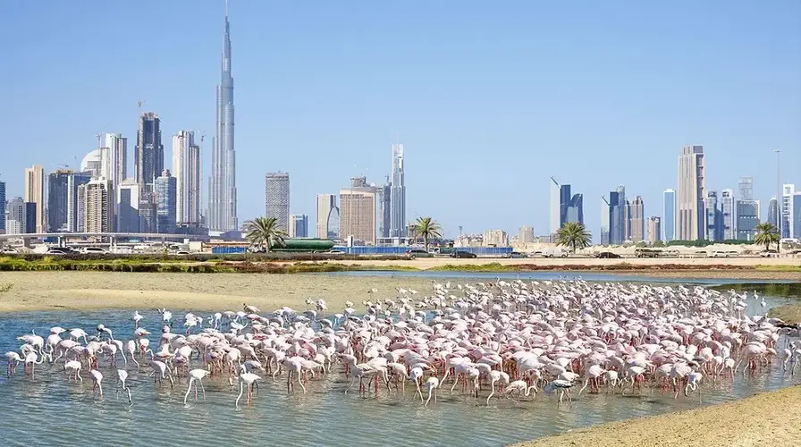 7. Spot Wild Flamingos at Ras Al Khor Wildlife Sanctuary